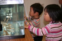 Ｈ２１産業まつり水槽