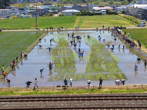 H27田んぼアート